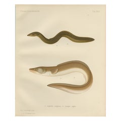 Scandinavian Eels Lithograph: European Eel and Black Conger from 19th Century