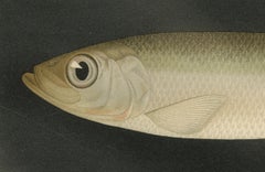 Scandinavian Fish Lithograph: Herring, Sprat, Müller’s Pearlside and Pike, 1895