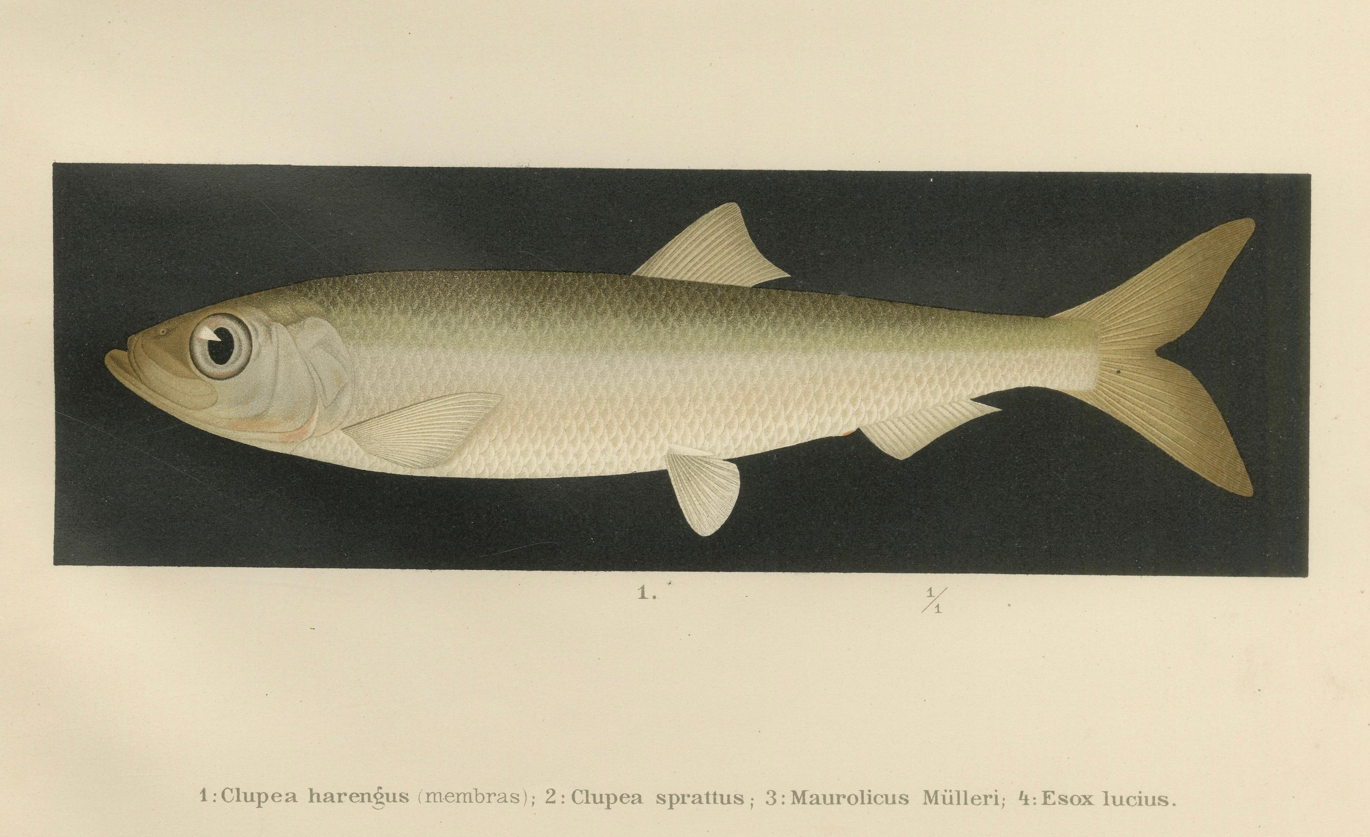 Skandinavische Fisch-Lithographie: Hering, Sprotte, Müller's Perlmutter und Hecht, 1895 im Zustand „Gut“ im Angebot in Langweer, NL
