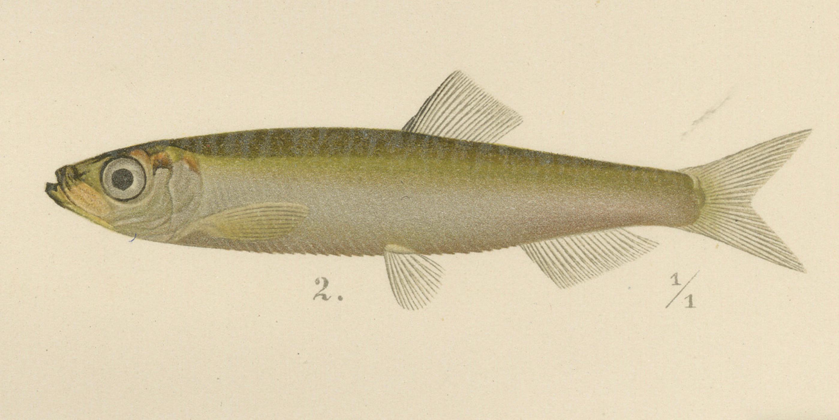 Skandinavische Fisch-Lithographie: Hering, Sprotte, Müller's Perlmutter und Hecht, 1895 (Spätes 19. Jahrhundert) im Angebot