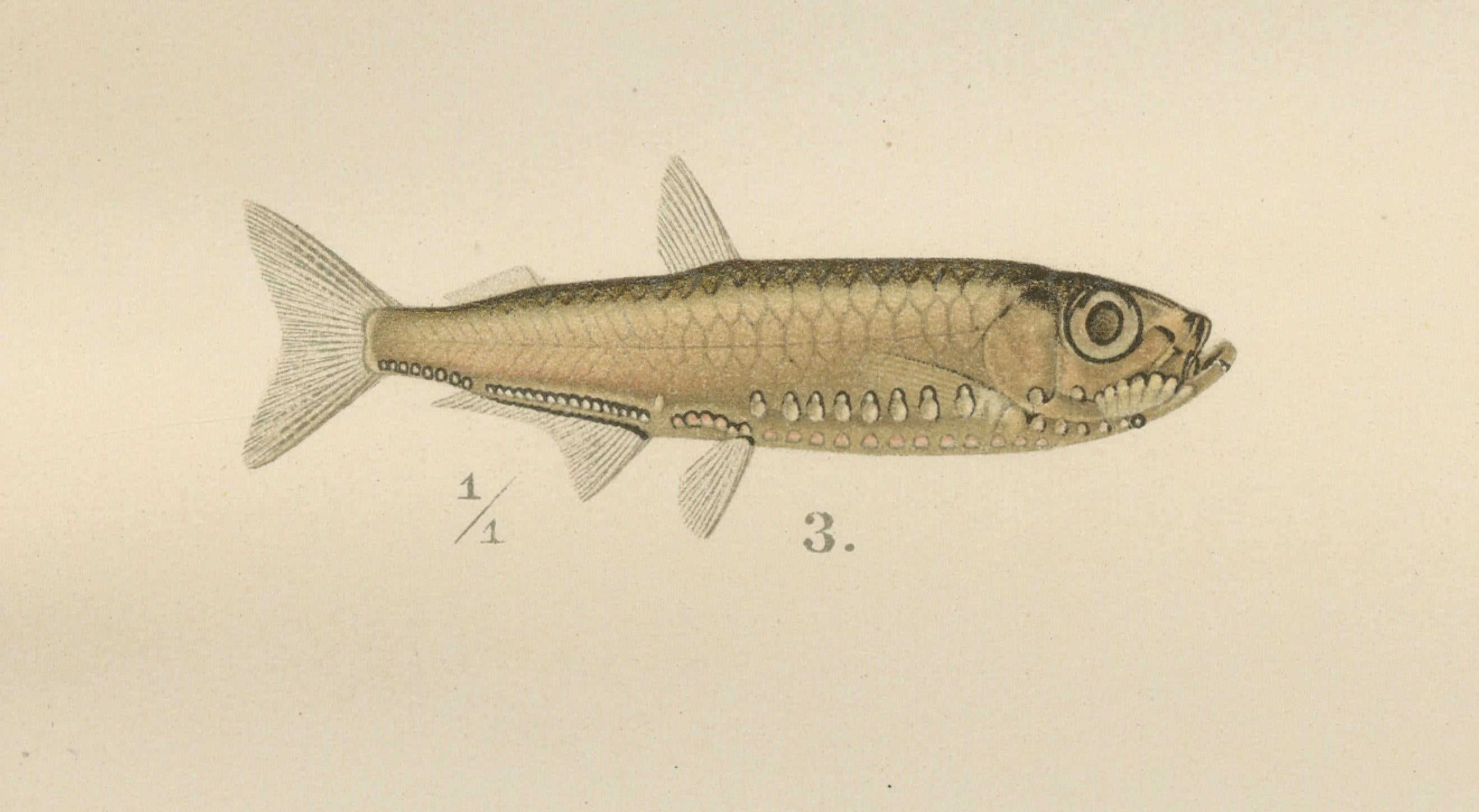 Skandinavische Fisch-Lithographie: Hering, Sprotte, Müller's Perlmutter und Hecht, 1895 (Papier) im Angebot