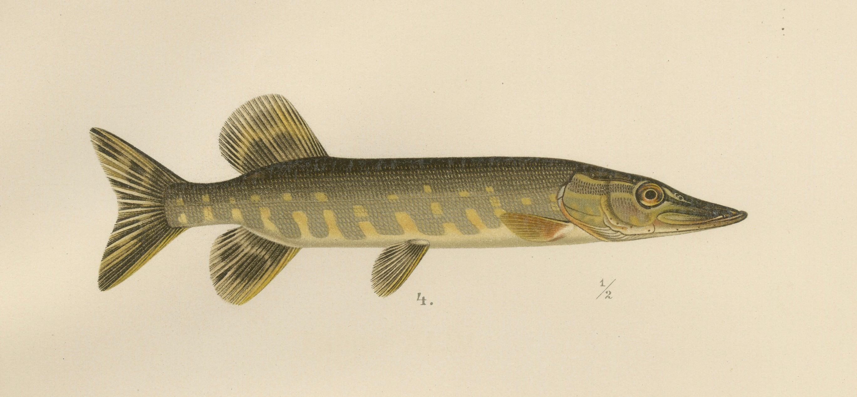 Skandinavische Fisch-Lithographie: Hering, Sprotte, Müller's Perlmutter und Hecht, 1895 im Angebot 1