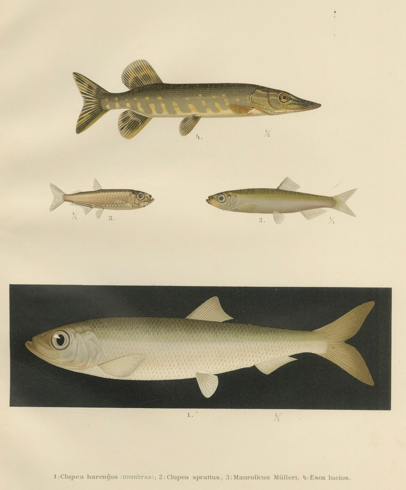 Skandinavische Fisch-Lithographie: Hering, Sprotte, Müller's Perlmutter und Hecht, 1895 im Angebot 2