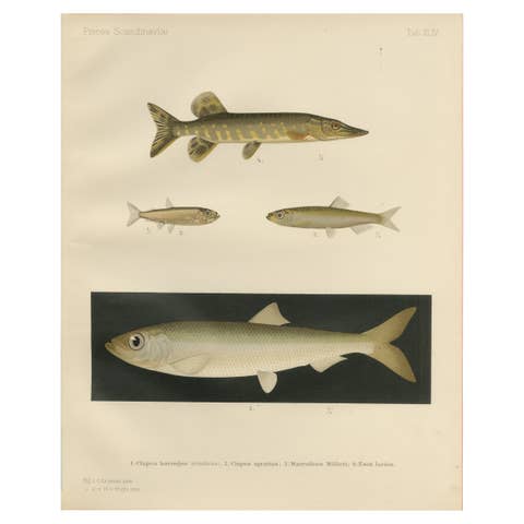 Scandinavian Fish Lithograph: Herring, Sprat, Müller’s Pearlside and Pike, 1895