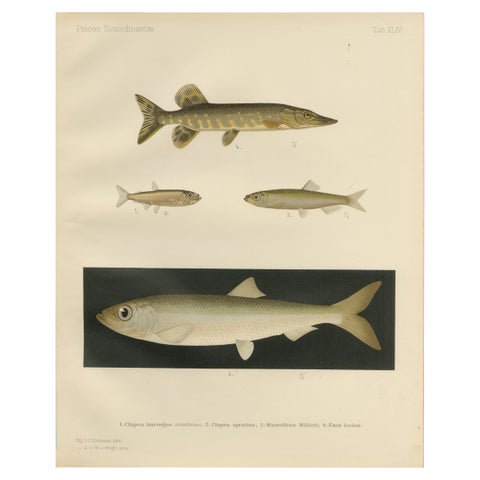 Scandinavian Fish Lithograph: Herring, Sprat, Müller’s Pearlside and Pike, 1895