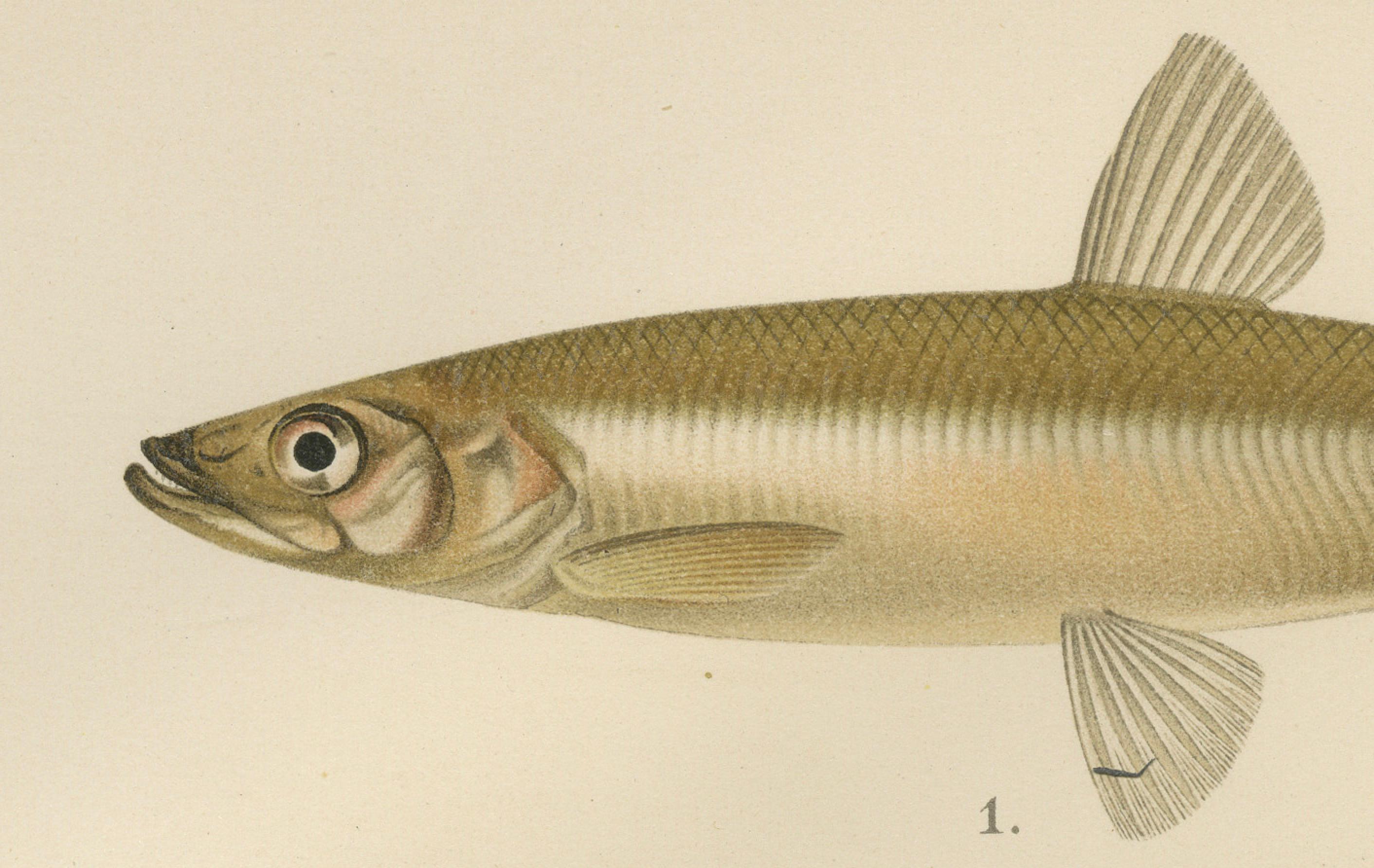 Skandinavische Fischarten: Stint, Lodde und Schleie in feiner Lithographie  

Diese wunderschön gestaltete Lithografie aus der Serie Pisces Scandinaviae zeigt vier in skandinavischen Gewässern beheimatete Fischarten. Der im 19. Jahrhundert