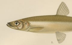 Scandinavian Fish Species: Smelt, Capelin and Tench in Fine Lithograph, 1895