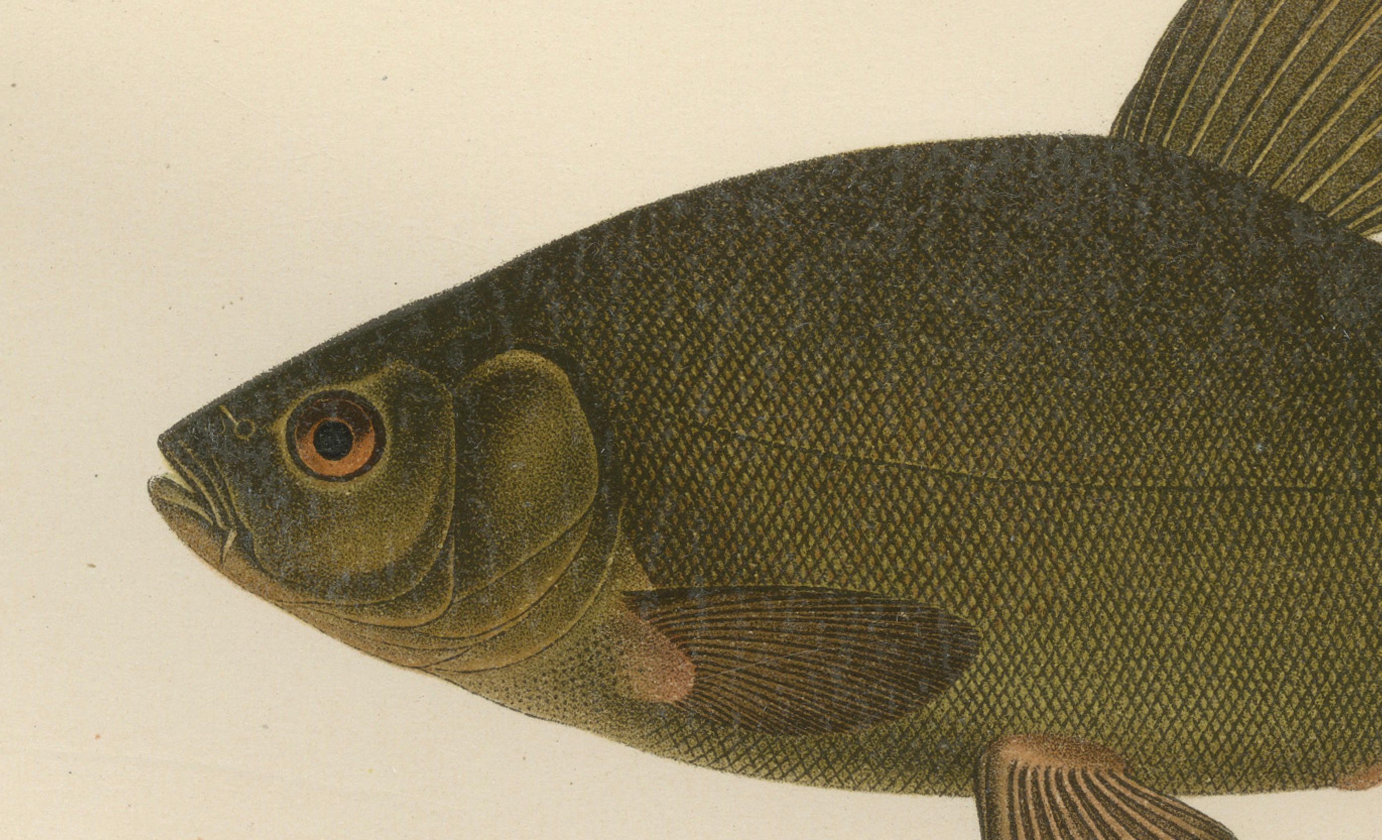 Skandinavische Fischexemplare: Smelt, Capelin und Tench in feiner Lithographie, 1895 im Zustand „Gut“ im Angebot in Langweer, NL