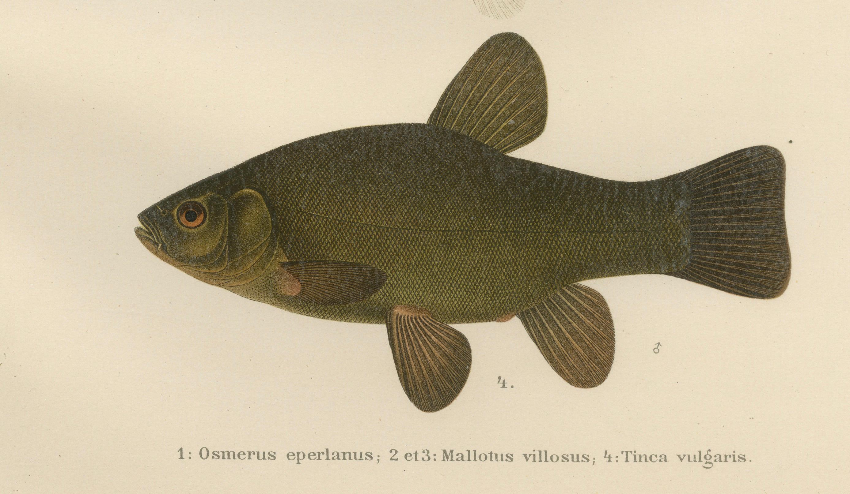 Skandinavische Fischexemplare: Smelt, Capelin und Tench in feiner Lithographie, 1895 (Spätes 19. Jahrhundert) im Angebot