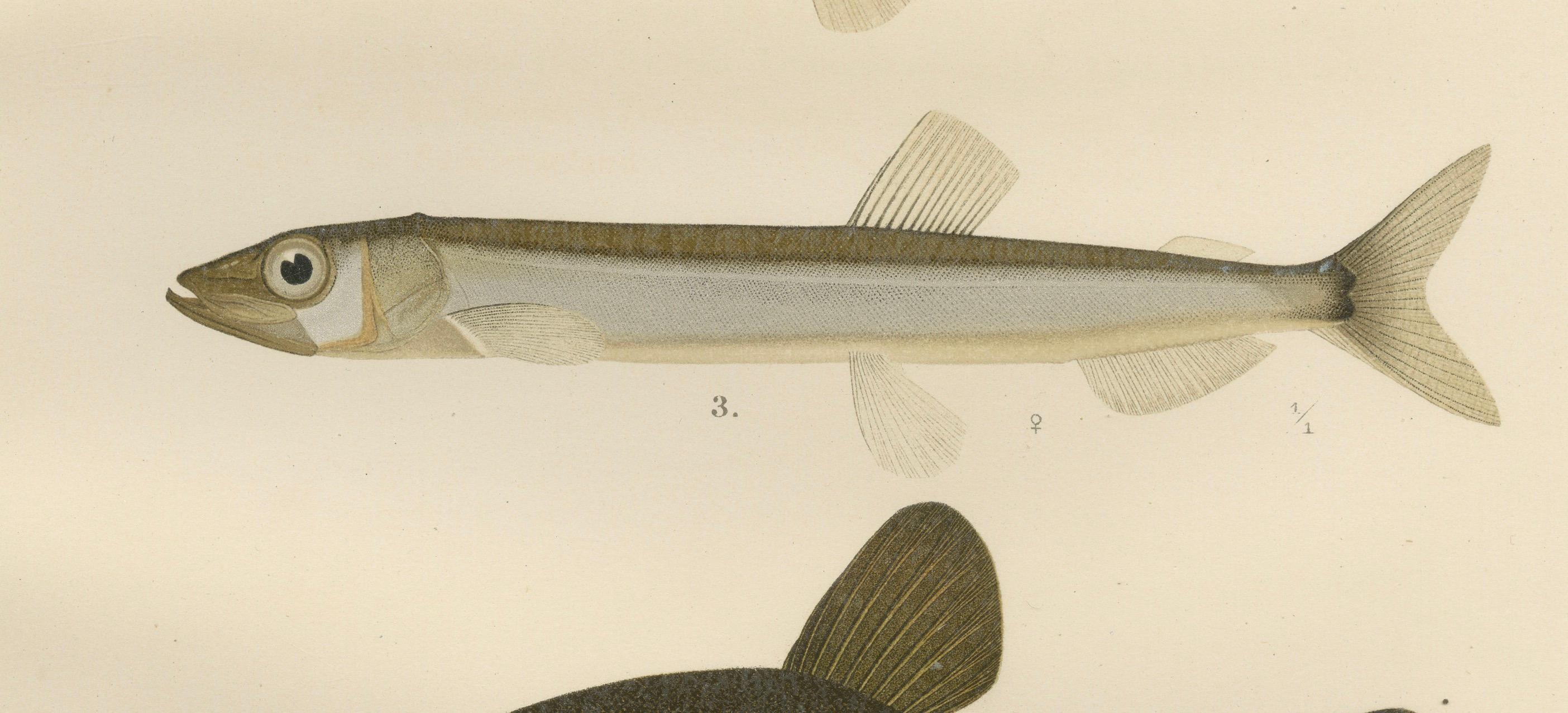 Skandinavische Fischexemplare: Smelt, Capelin und Tench in feiner Lithographie, 1895 (Papier) im Angebot