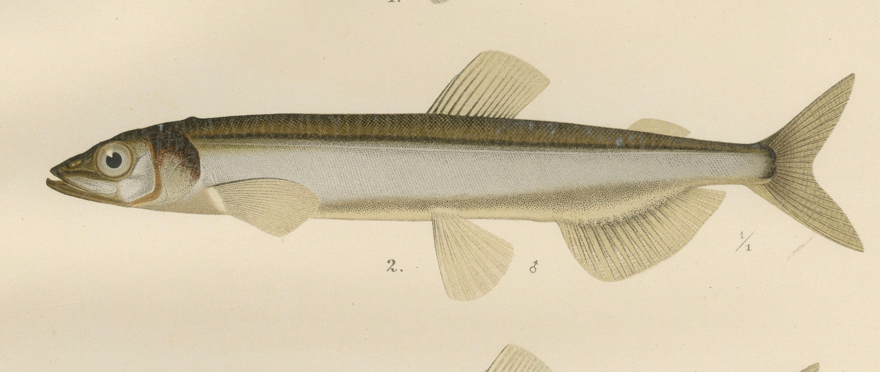 Skandinavische Fischexemplare: Smelt, Capelin und Tench in feiner Lithographie, 1895 im Angebot 1