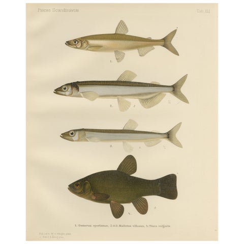 Scandinavian Fish Species: Smelt, Capelin and Tench in Fine Lithograph, 1895