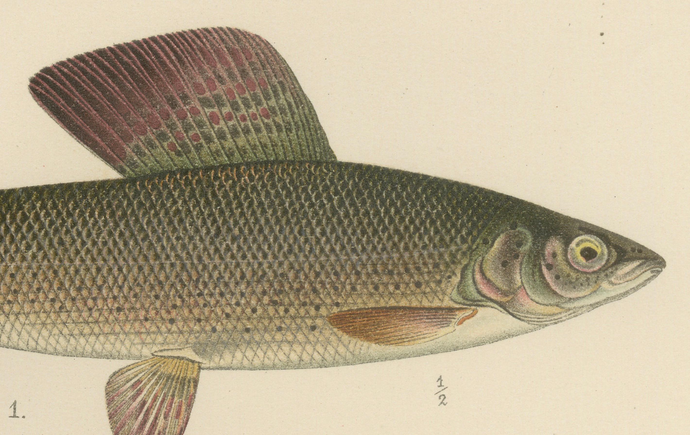 Titel: Skandinavische Fische: Äsche und Felchen in exquisiten lithografischen Details  

Beschreibung: Diese bezaubernde Lithografie aus der Serie Pisces Scandinaviae illustriert vier ikonische skandinavische Fischarten. Es wurde von W. v. Wright