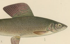Scandinavian Fishes: Grayling and Whitefish in Exquisite Lithographic Detail