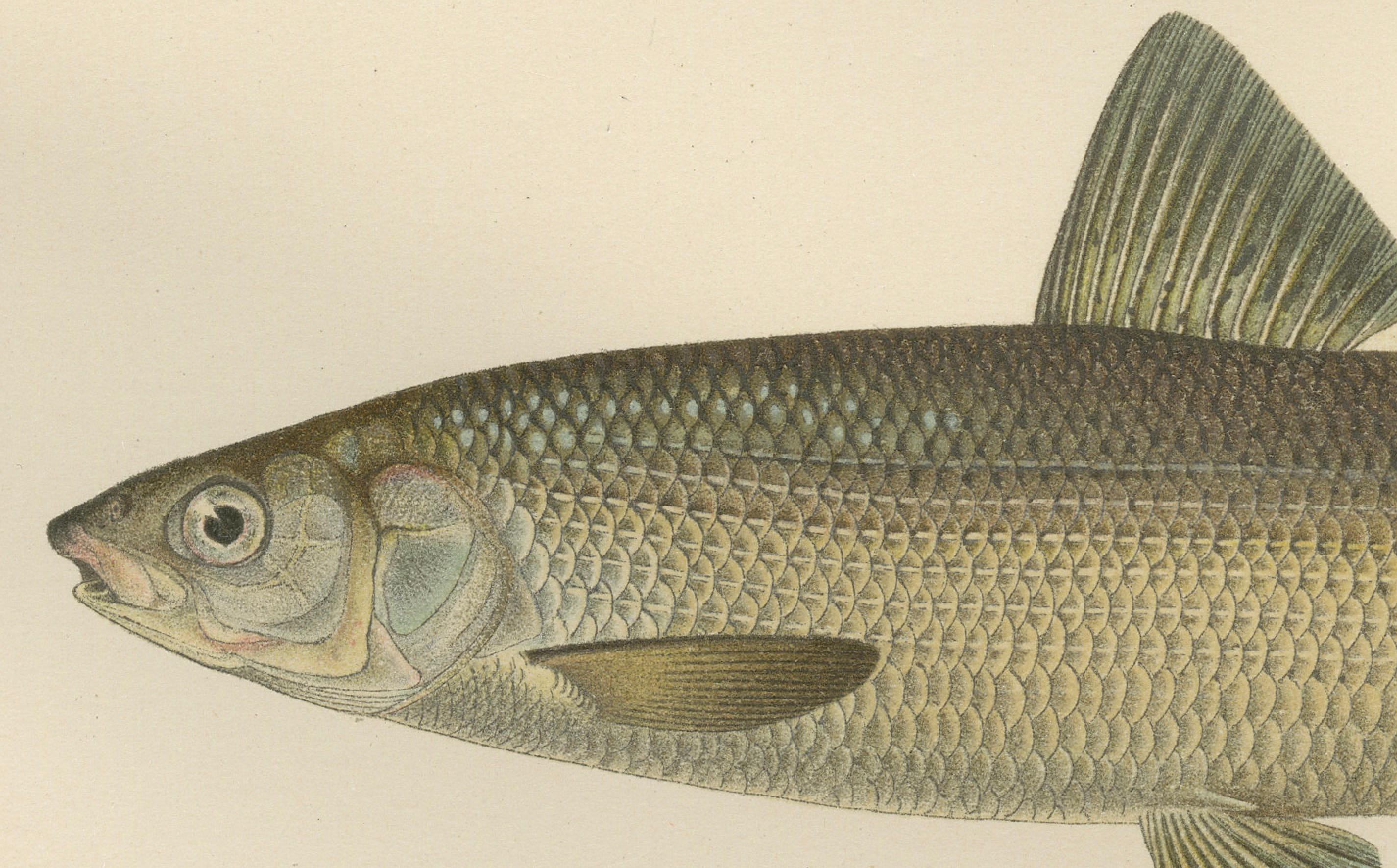 Skandinavische Fische Fische: Grauling und Weißfisch in exquisiter lithografischer Detailgenauigkeit im Zustand „Gut“ im Angebot in Langweer, NL