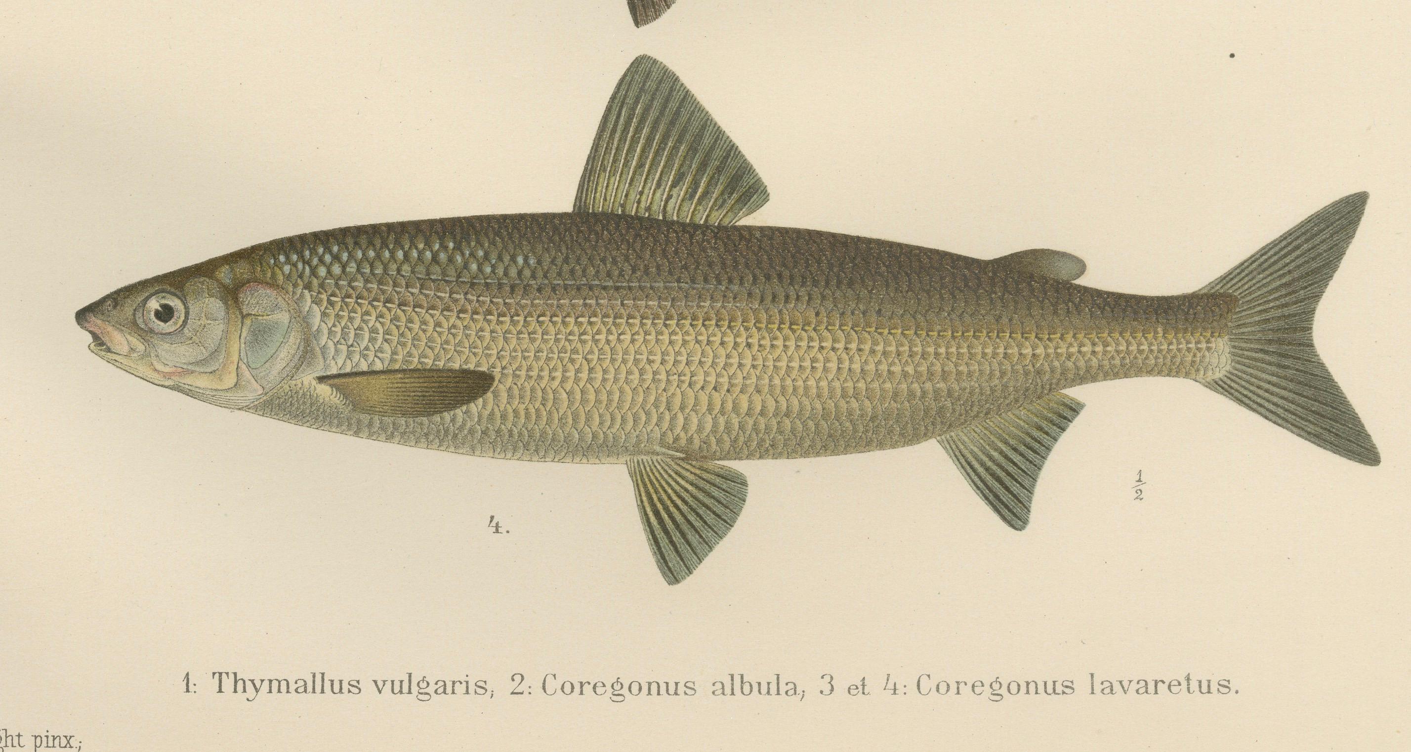 Skandinavische Fische Fische: Grauling und Weißfisch in exquisiter lithografischer Detailgenauigkeit (Spätes 19. Jahrhundert) im Angebot