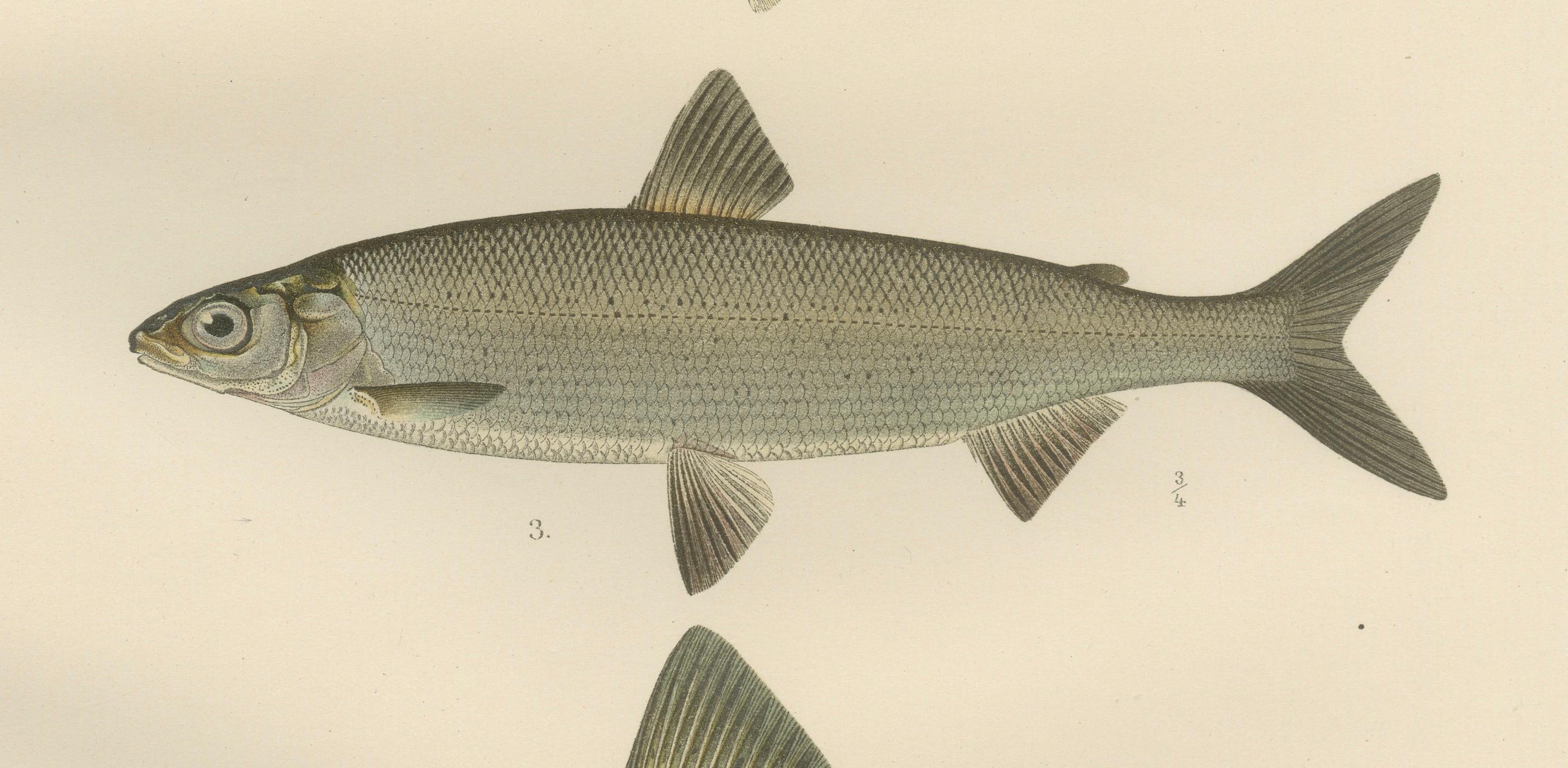 Skandinavische Fische Fische: Grauling und Weißfisch in exquisiter lithografischer Detailgenauigkeit (Papier) im Angebot