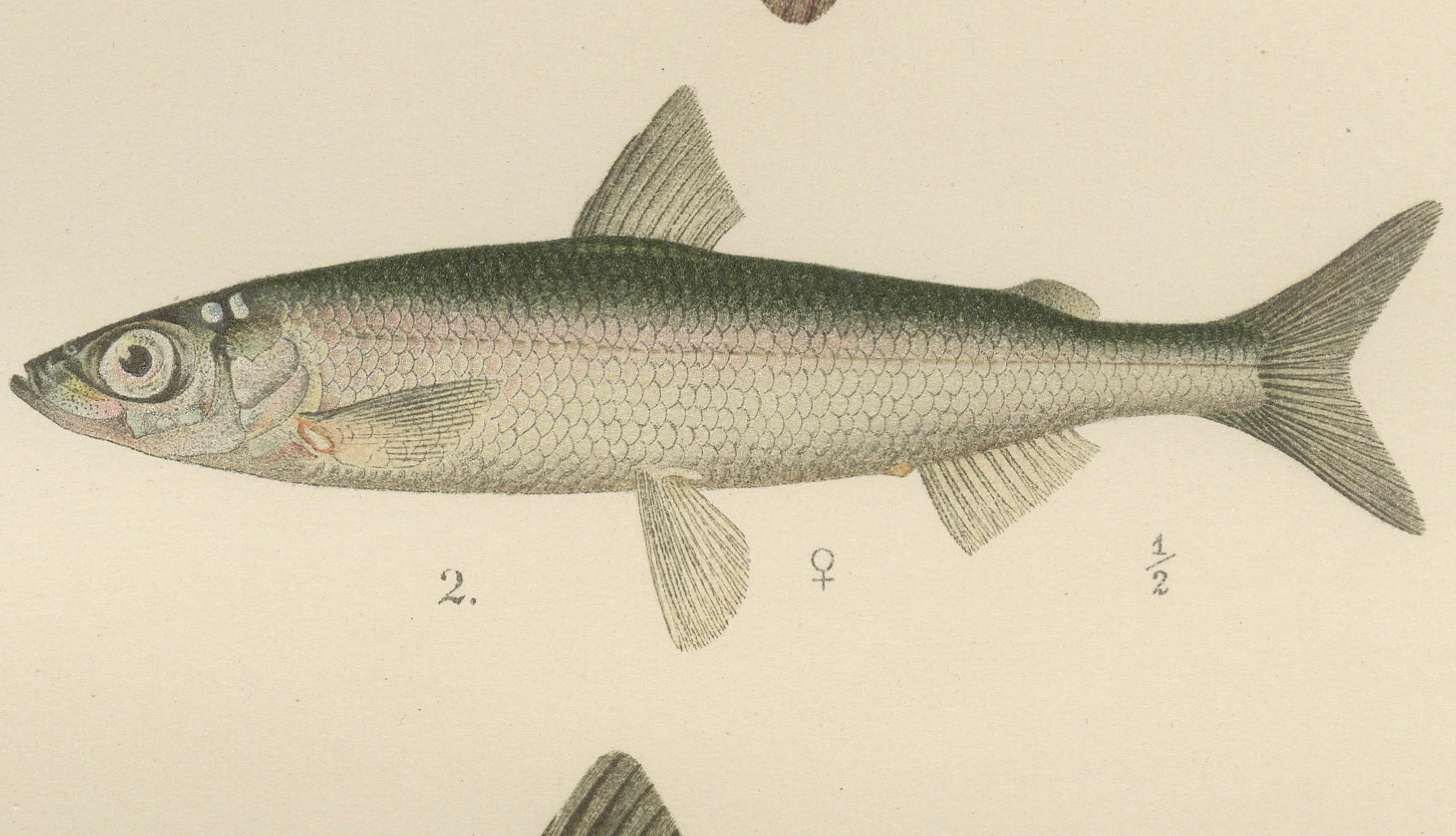 Skandinavische Fische Fische: Grauling und Weißfisch in exquisiter lithografischer Detailgenauigkeit im Angebot 1
