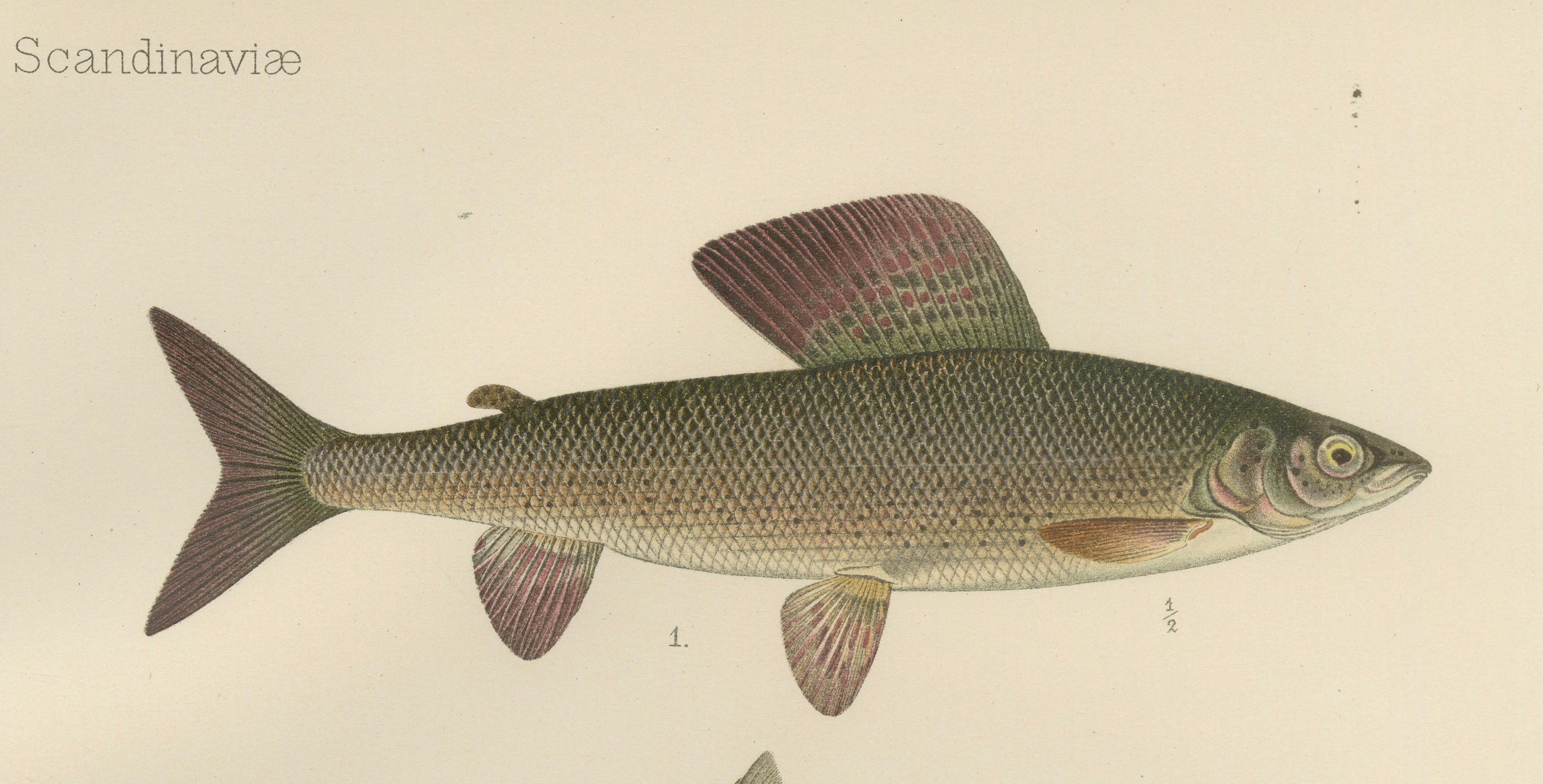 Skandinavische Fische Fische: Grauling und Weißfisch in exquisiter lithografischer Detailgenauigkeit im Angebot 2
