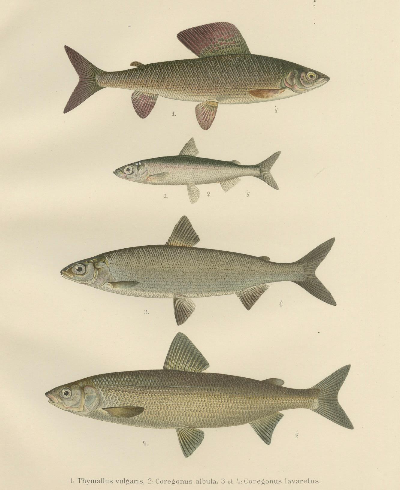 Skandinavische Fische Fische: Grauling und Weißfisch in exquisiter lithografischer Detailgenauigkeit im Angebot 3