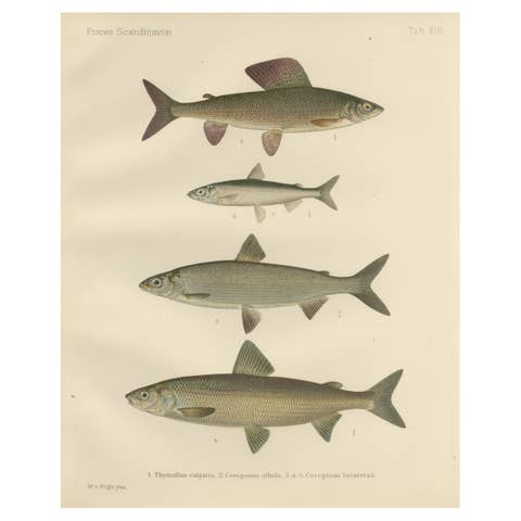 Scandinavian Fishes: Grayling and Whitefish in Exquisite Lithographic Detail