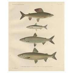 Scandinavian Fishes: Grayling and Whitefish in Exquisite Lithographic Detail