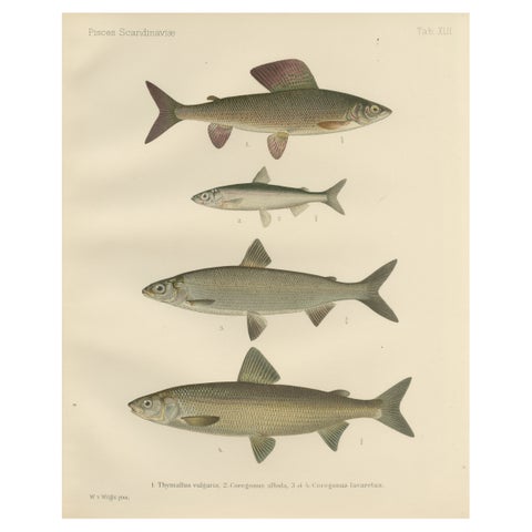Scandinavian Fishes: Grayling and Whitefish in Exquisite Lithographic Detail