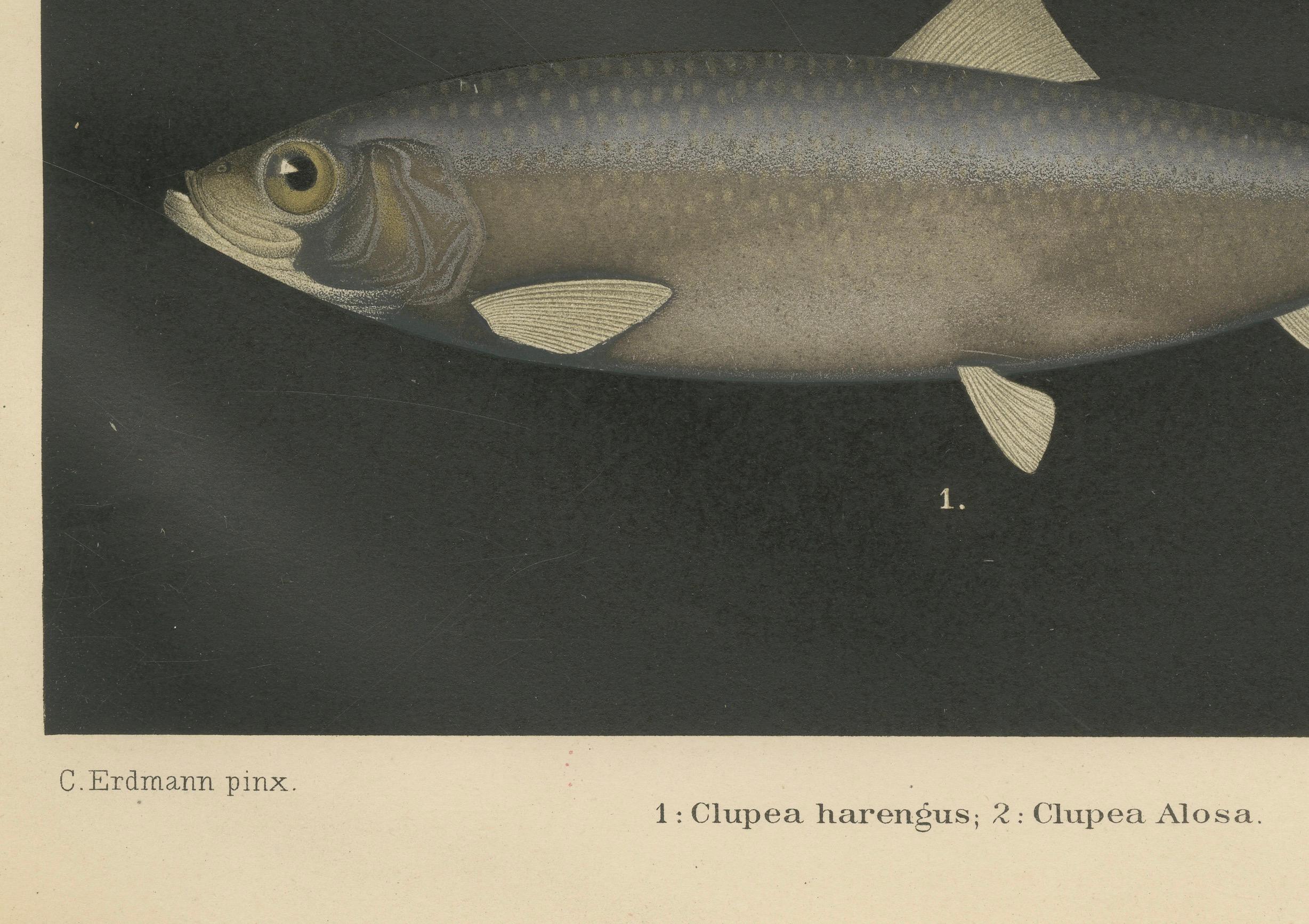 Título: Arenque y sábalo escandinavos: Exquisita litografía de Pisces Scandinaviae  

Descripción:  
Esta impresionante litografía de la serie Pisces Scandinaviae, creada por C. Erdmann, muestra dos especies icónicas de peces autóctonos de las aguas