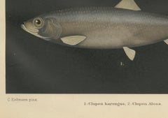 Scandinavian Herring and Shad: Exquisite Lithograph from Pisces Scandinaviae