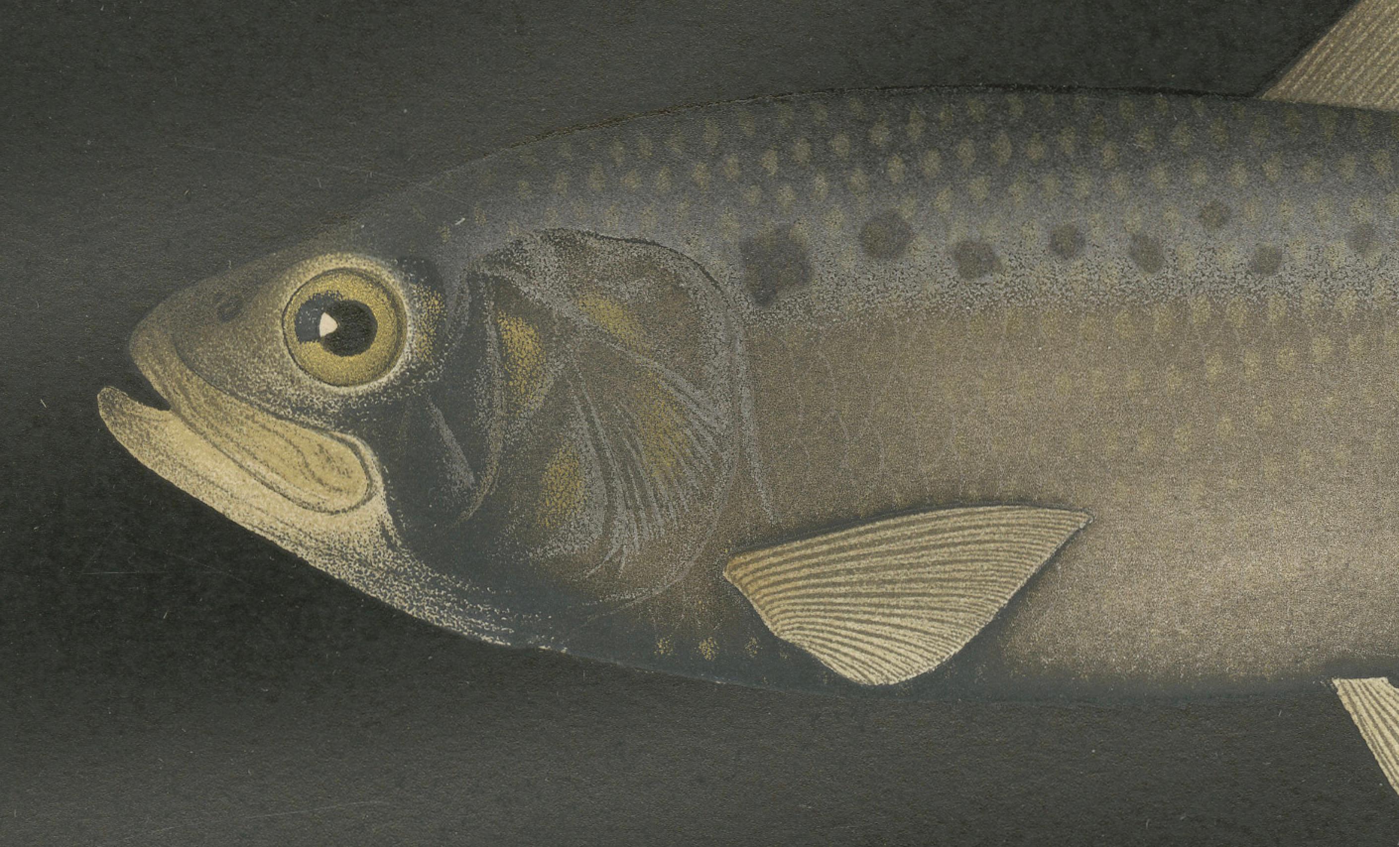 Arenque y Sábalo Escandinavos: Exquisita litografía de Pisces Scandinaviae Fines del siglo XIX en venta
