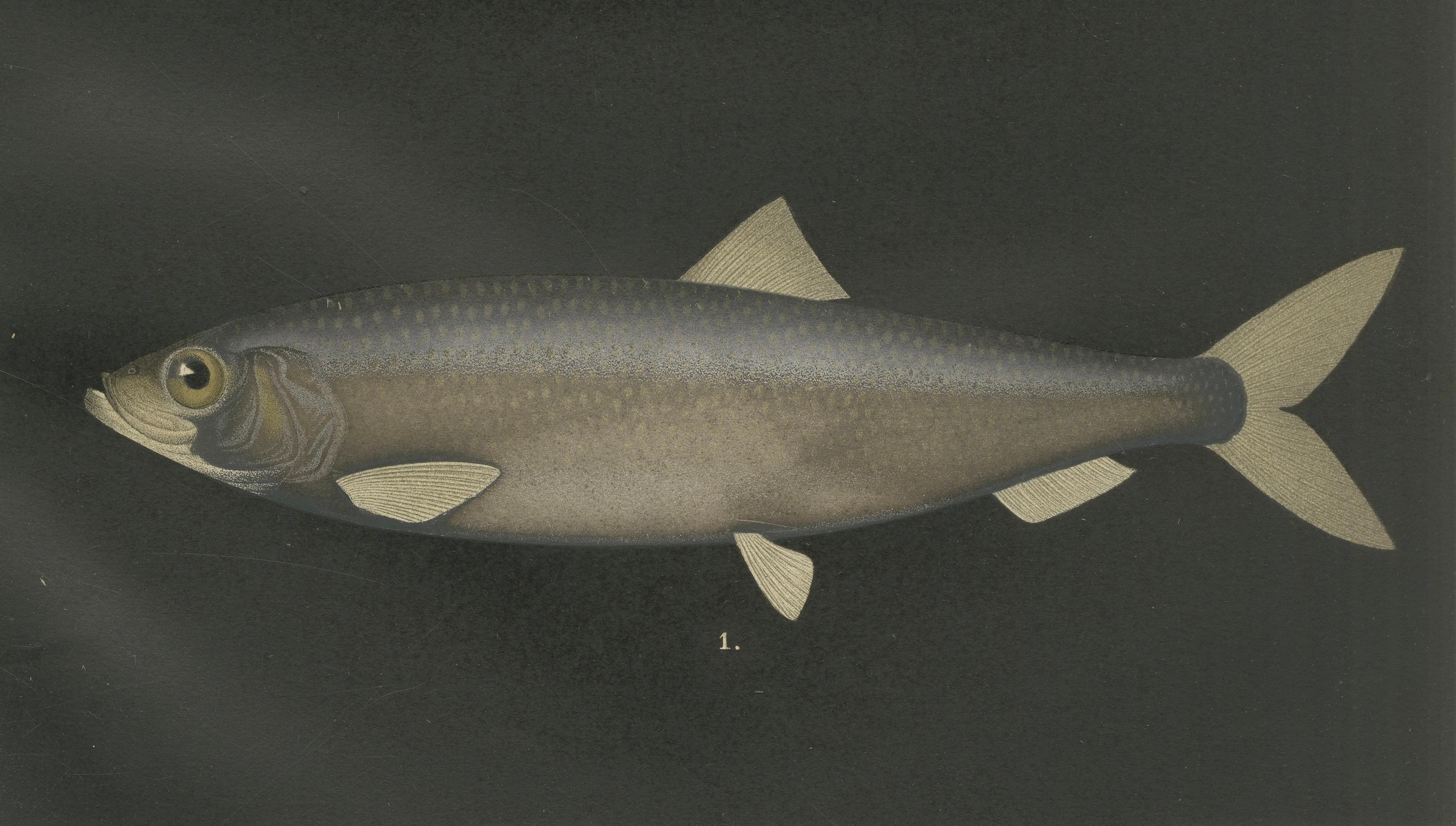 Arenque y Sábalo Escandinavos: Exquisita litografía de Pisces Scandinaviae Papel en venta