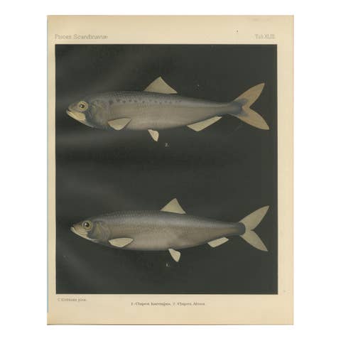 Scandinavian Herring and Shad: Exquisite Lithograph from Pisces Scandinaviae