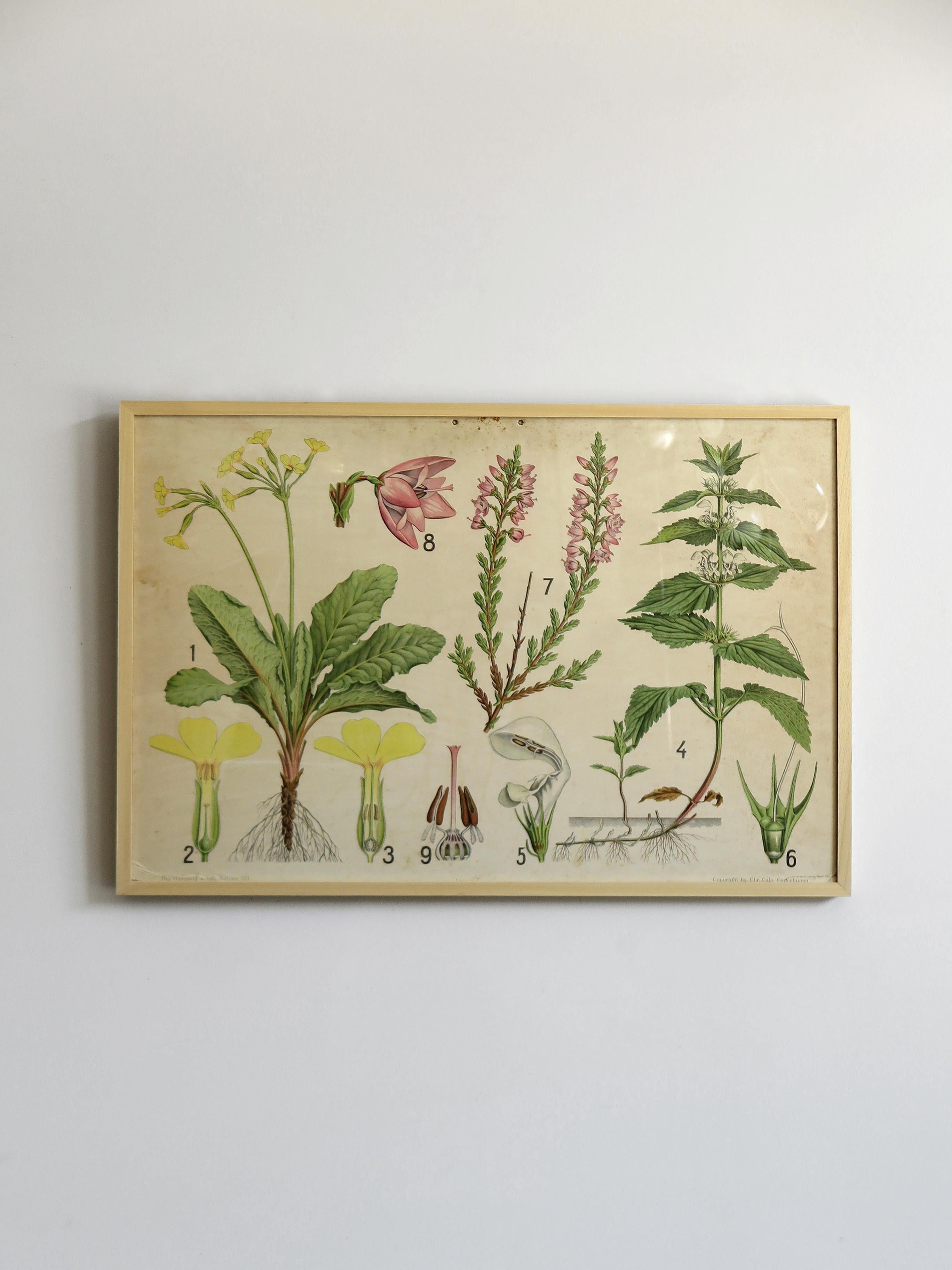 Scandinavian Mid-Century Modern design floral botanical illustrations picture on paper, from Denmark, 1950s
New wood and glass frame.