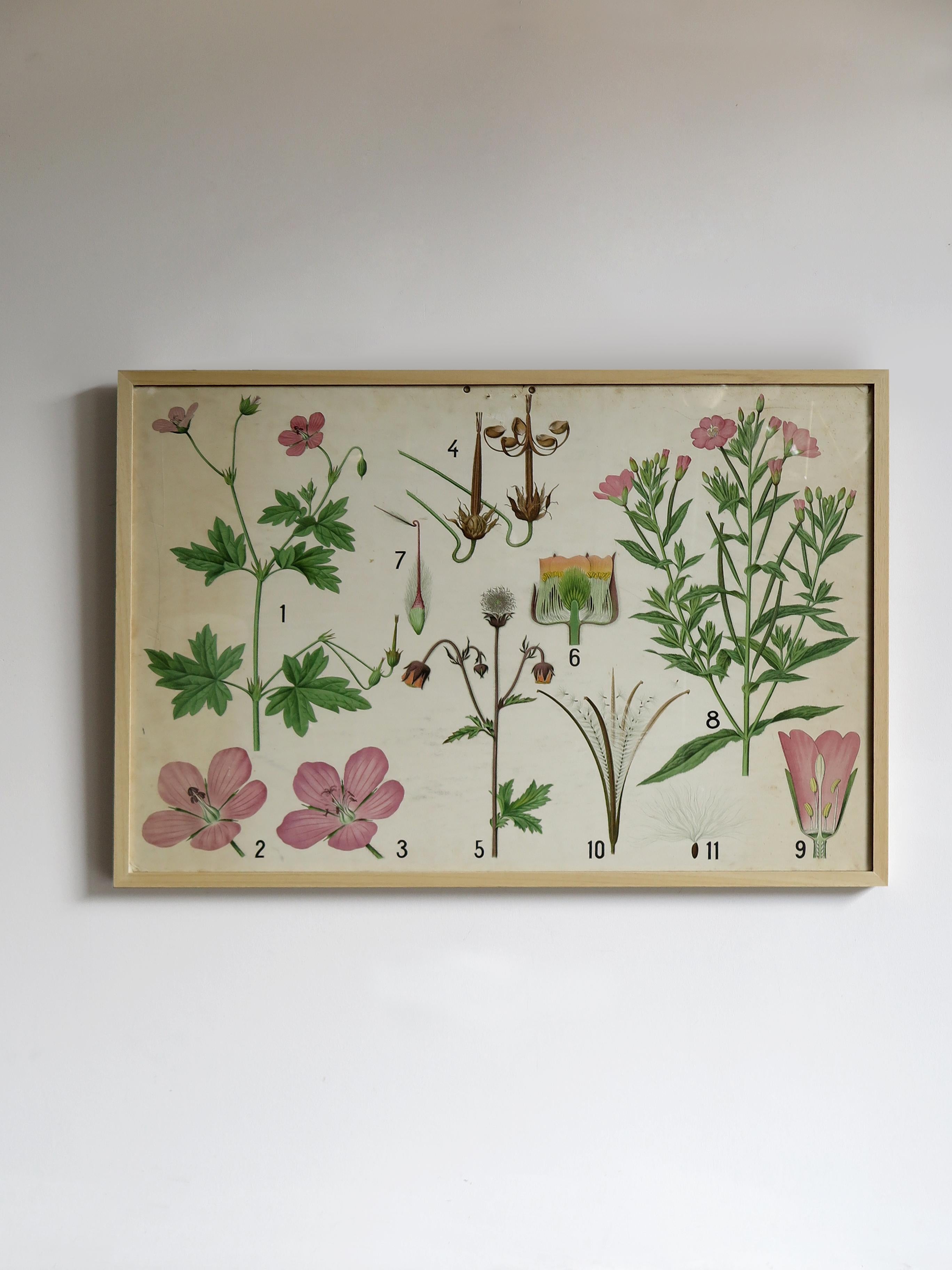 Scandinavian Mid-Century Modern design floral botanical illustrations picture on paper, from Denmark, 1950s.
New wood and glass frame.