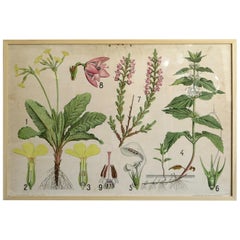 Scandinavian Mid-Century Modern Floral Botanical Illustrations Poster, 1950s