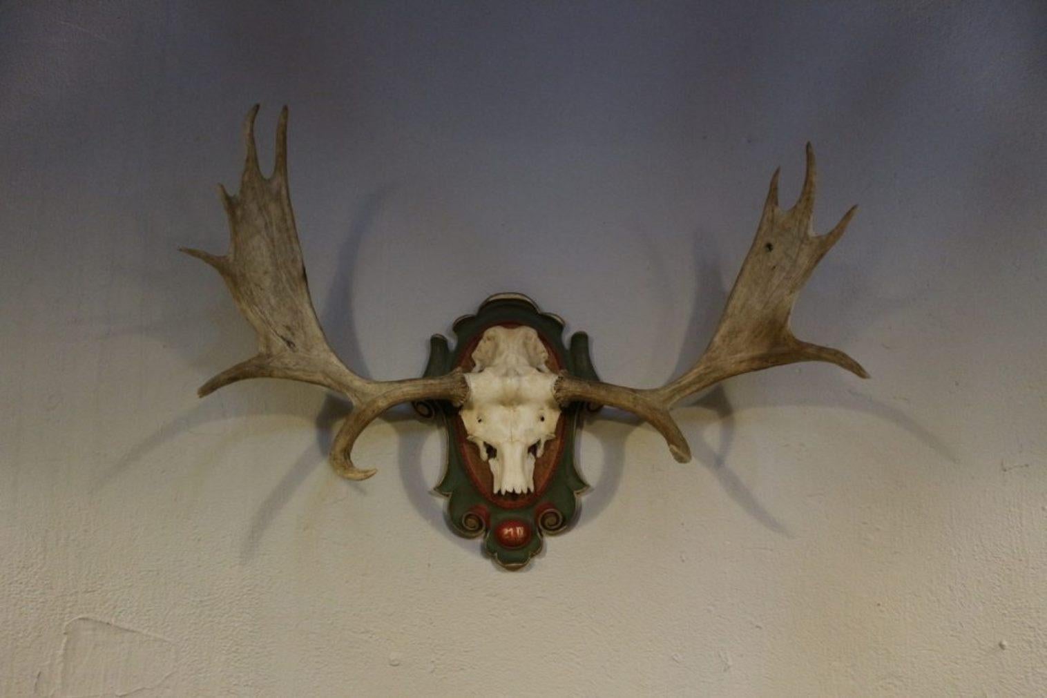 moose antlers for sale