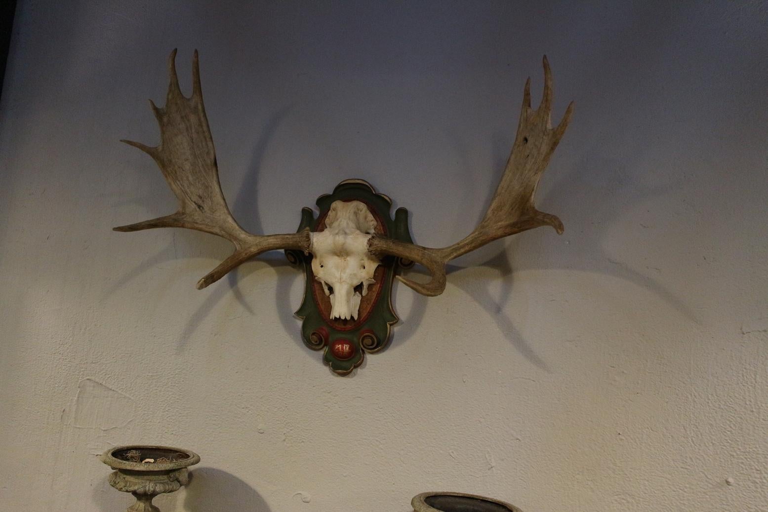 moose rack