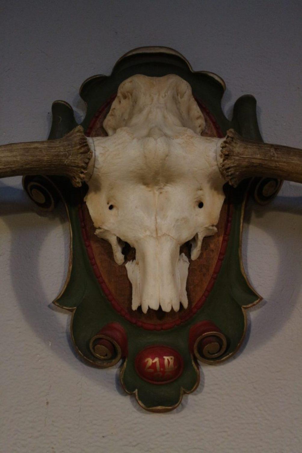 European Scandinavian Moose Antlers