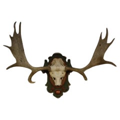 Scandinavian Moose Antlers