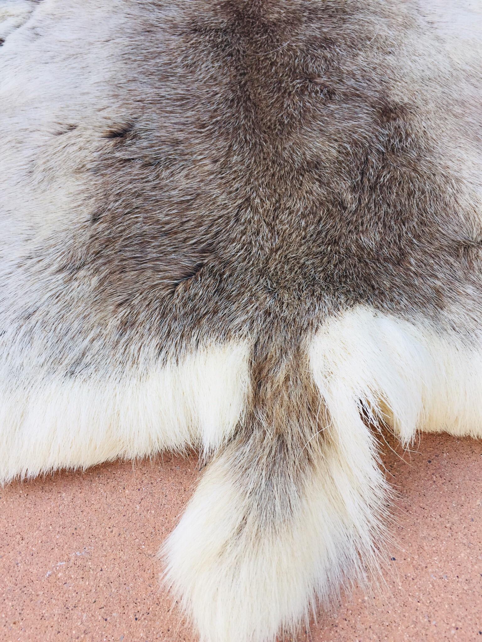 Authentic Scandinavian Reindeer skin hide.
The reindeer also known as caribou in North America, is a species of deer with circumpolar distribution, native to mountainous regions of northern Europe, Siberia, and North America. 
Great throw hide