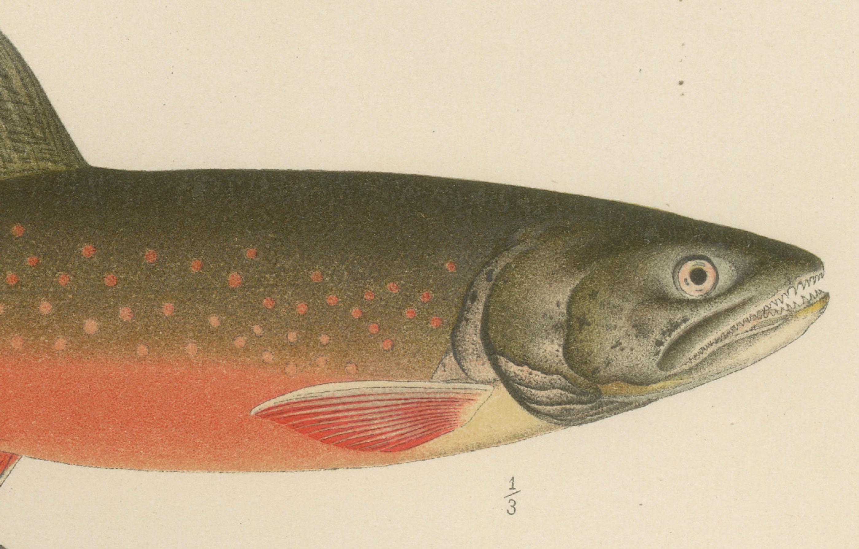 Skandinavischer Asphalt und Düsternis - Exquisite Lithographie aus dem 19. Jahrhundert, 1895 

Diese atemberaubende Lithografie aus 