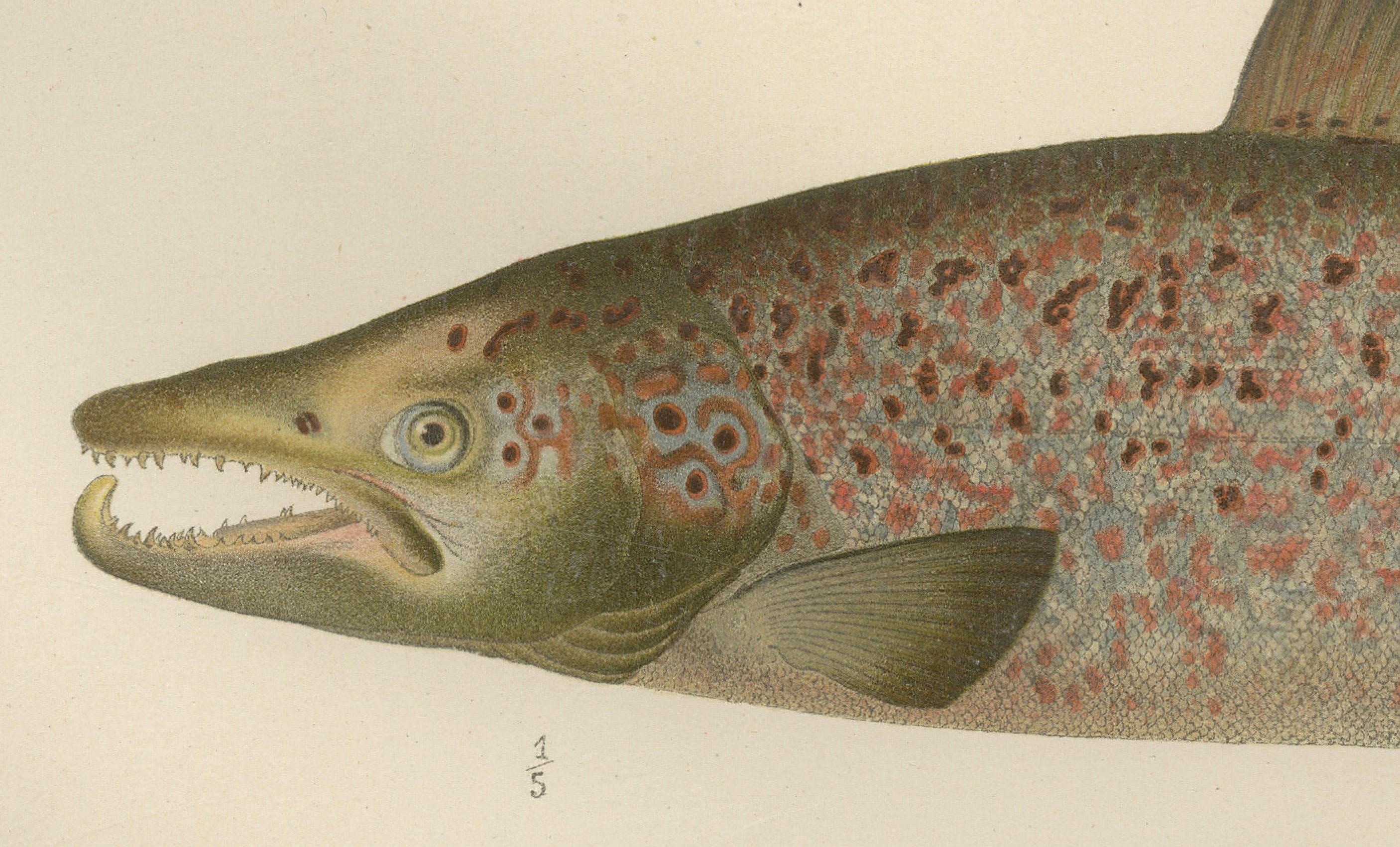Skandinavisches Lachs- und Char: exquisiter handkolorierter Druck, 1895 im Zustand „Gut“ im Angebot in Langweer, NL
