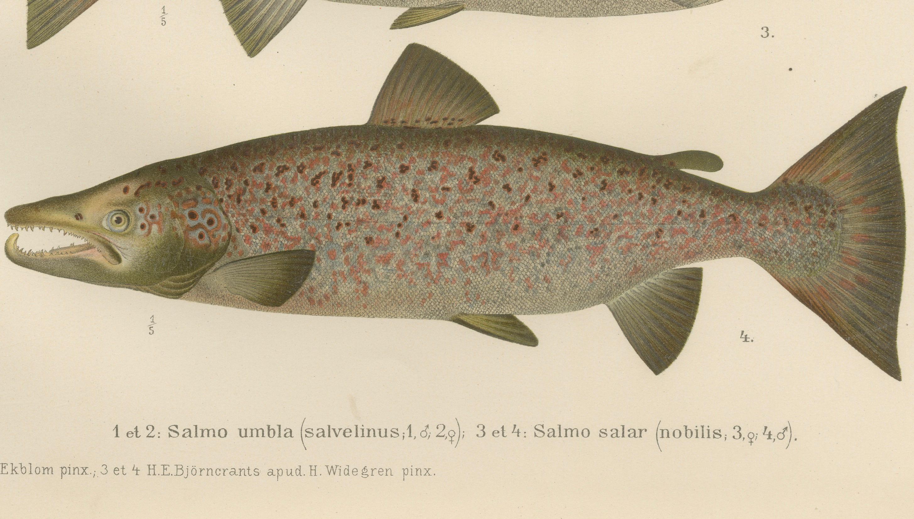 Skandinavisches Lachs- und Char: exquisiter handkolorierter Druck, 1895 (Spätes 19. Jahrhundert) im Angebot