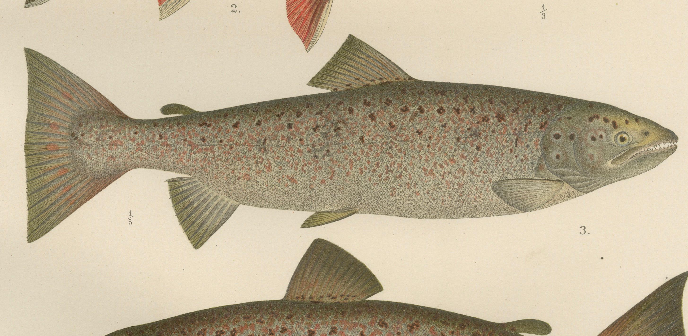 Skandinavisches Lachs- und Char: exquisiter handkolorierter Druck, 1895 (Papier) im Angebot