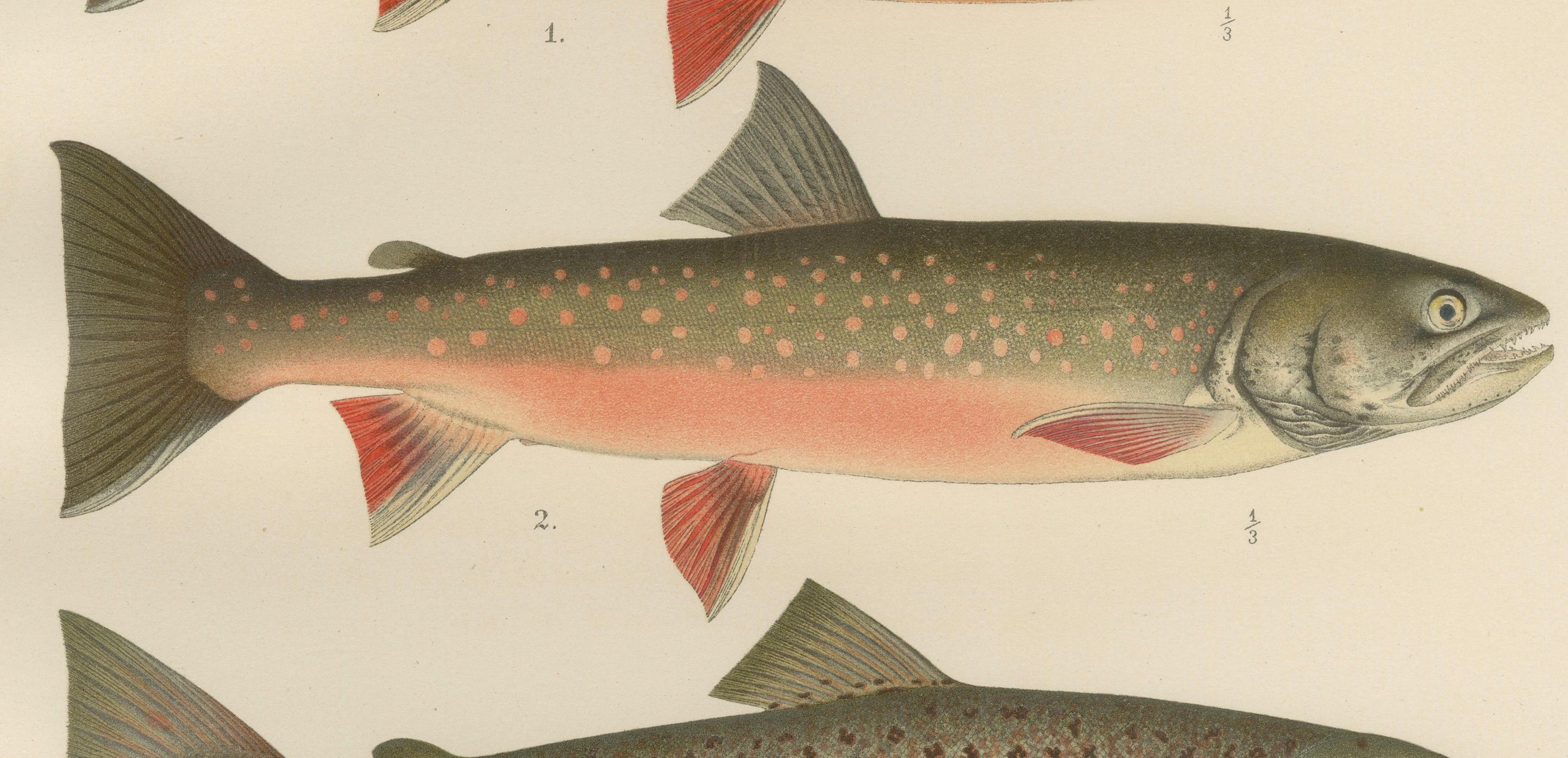 Skandinavisches Lachs- und Char: exquisiter handkolorierter Druck, 1895 im Angebot 1