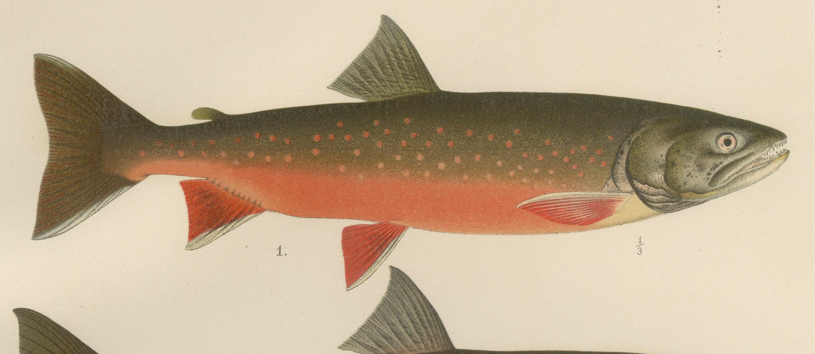 Skandinavisches Lachs- und Char: exquisiter handkolorierter Druck, 1895 im Angebot 2