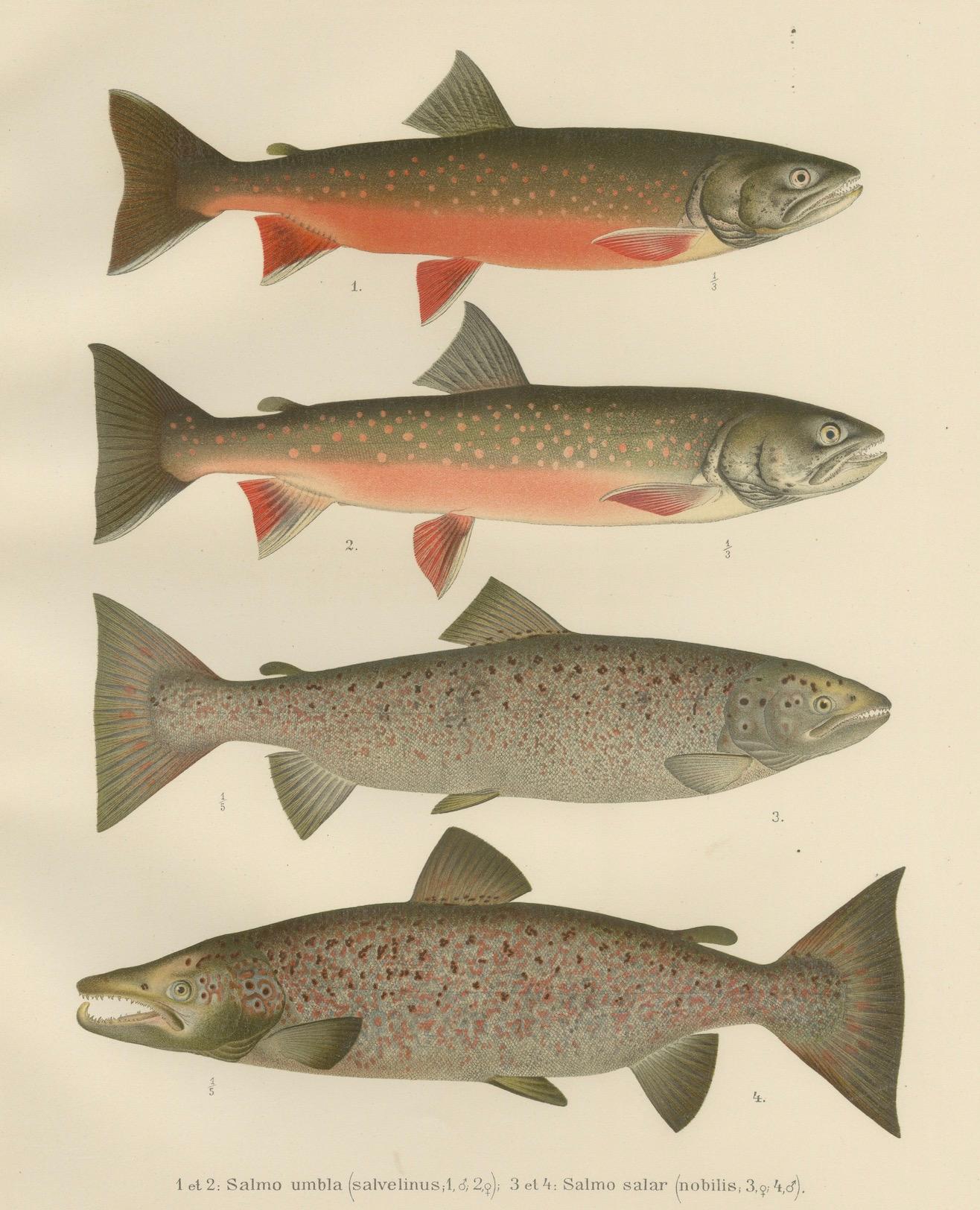 Skandinavisches Lachs- und Char: exquisiter handkolorierter Druck, 1895 im Angebot 3