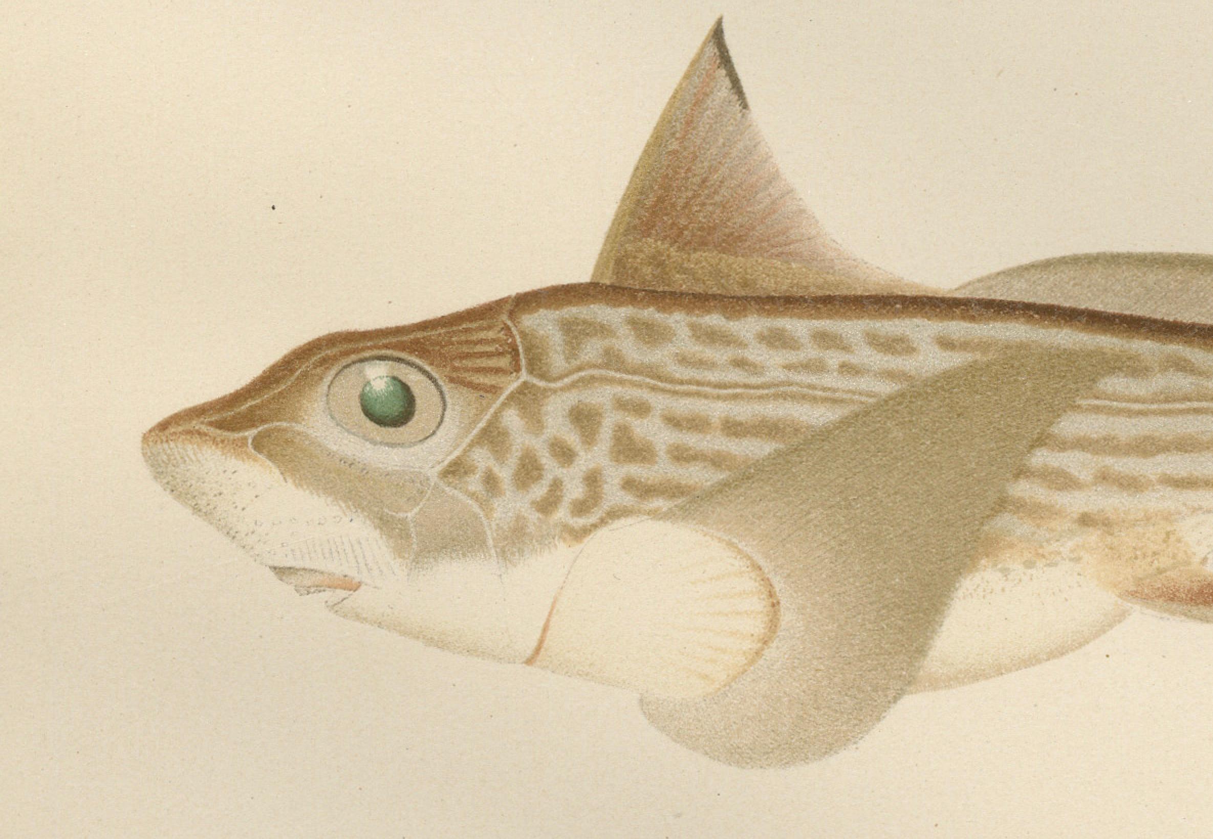Skandinavische Sturgeon- und Chimaera-Lithographie aus der Scandinaviae-Serie Pisces  

Beschreibung:  
Diese exquisite Lithografie aus der Serie Pisces Scandinaviae zeigt zwei faszinierende Wassertiere, den Stör (Acipenser sturio) und die