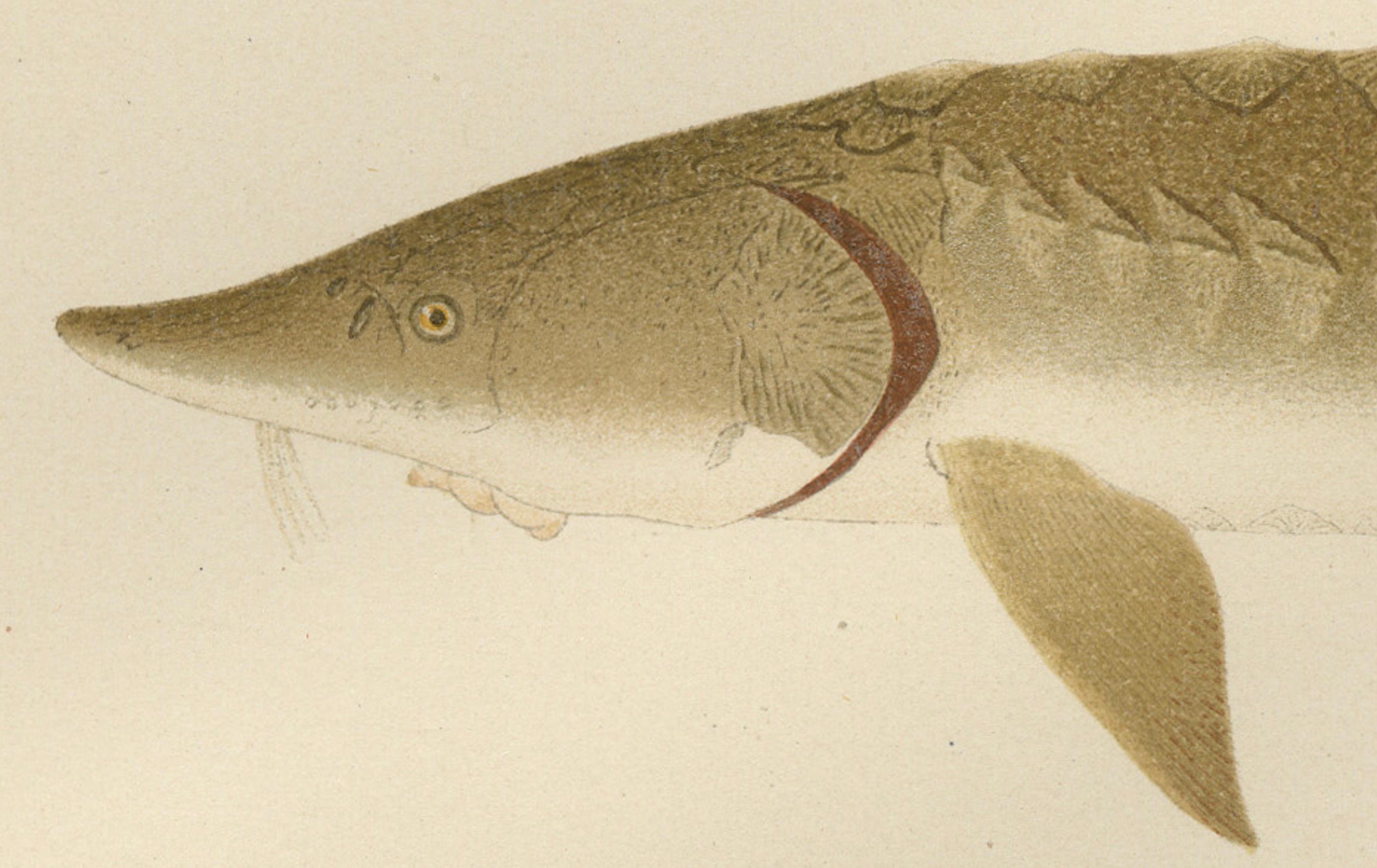 Skandinavische Sturgeon- und Chimaera-Lithographie aus der Scandinaviae-Serie Pisces im Zustand „Gut“ im Angebot in Langweer, NL