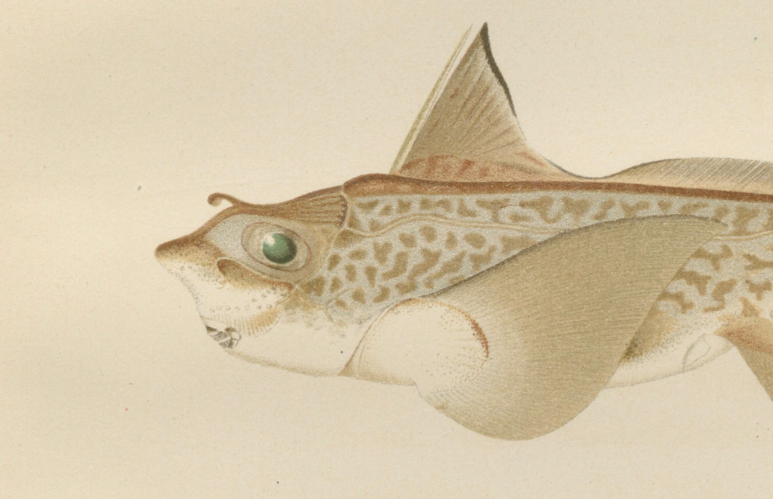 Skandinavische Sturgeon- und Chimaera-Lithographie aus der Scandinaviae-Serie Pisces (Spätes 19. Jahrhundert) im Angebot